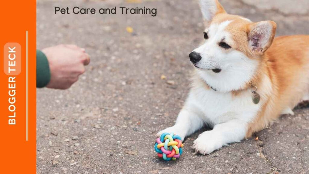 pet care and training
